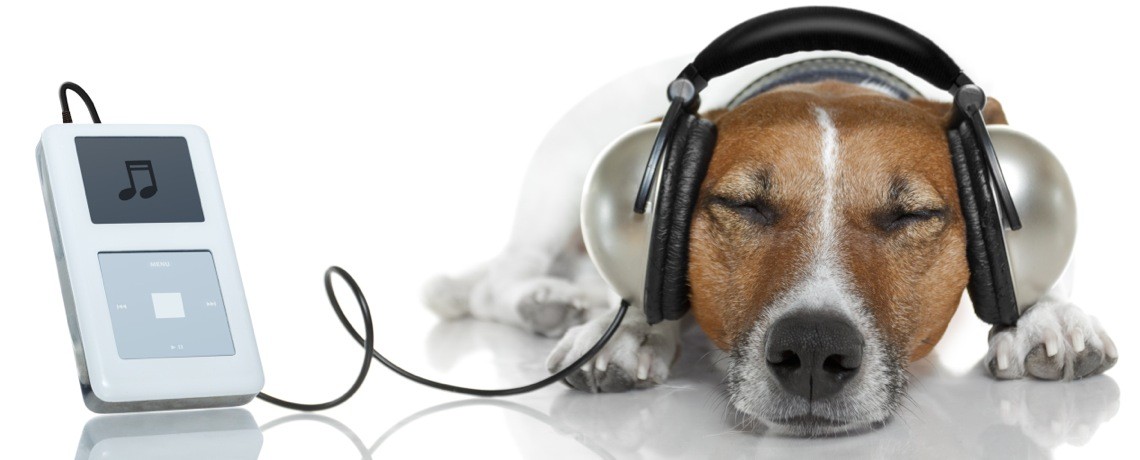 Dogs Love Music