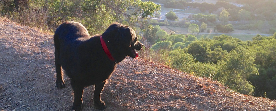 Hiking Safety Tips for You & Your Dog
