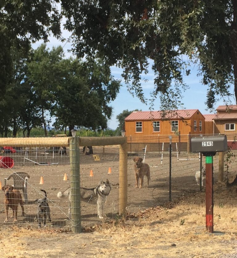 Lakeport Doggie Daycare, Training, and Boarding and Grooming Coming